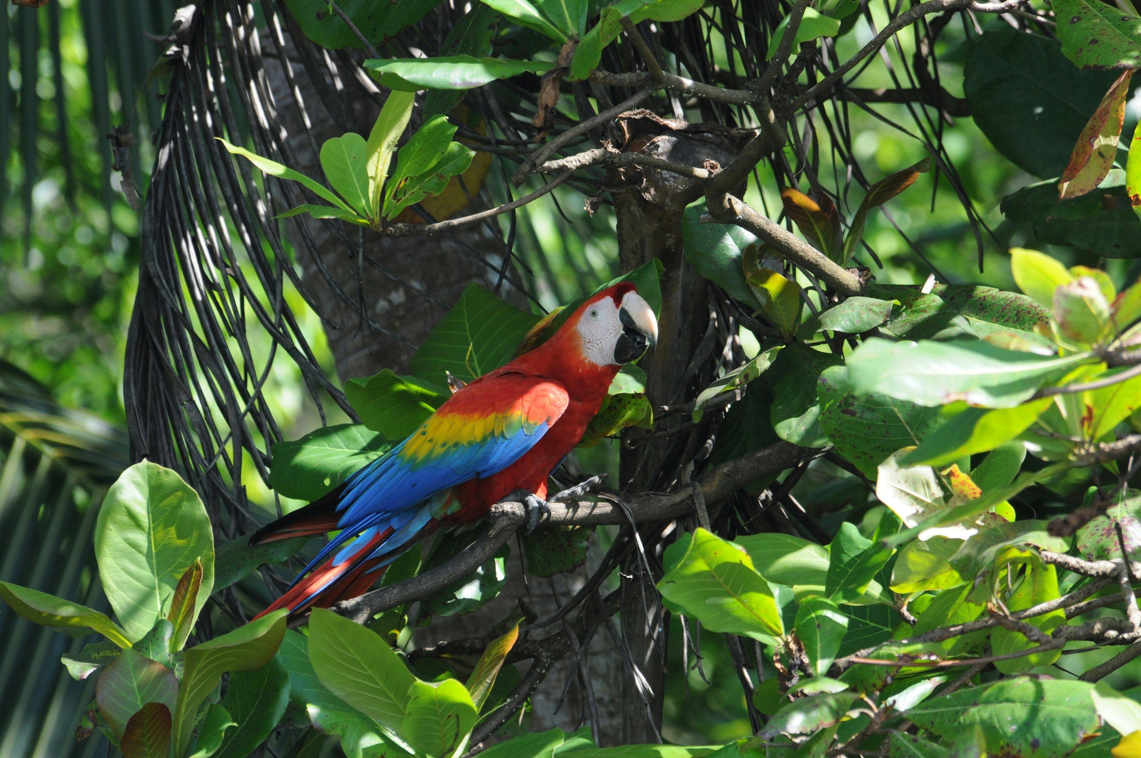 Corcovado National Park