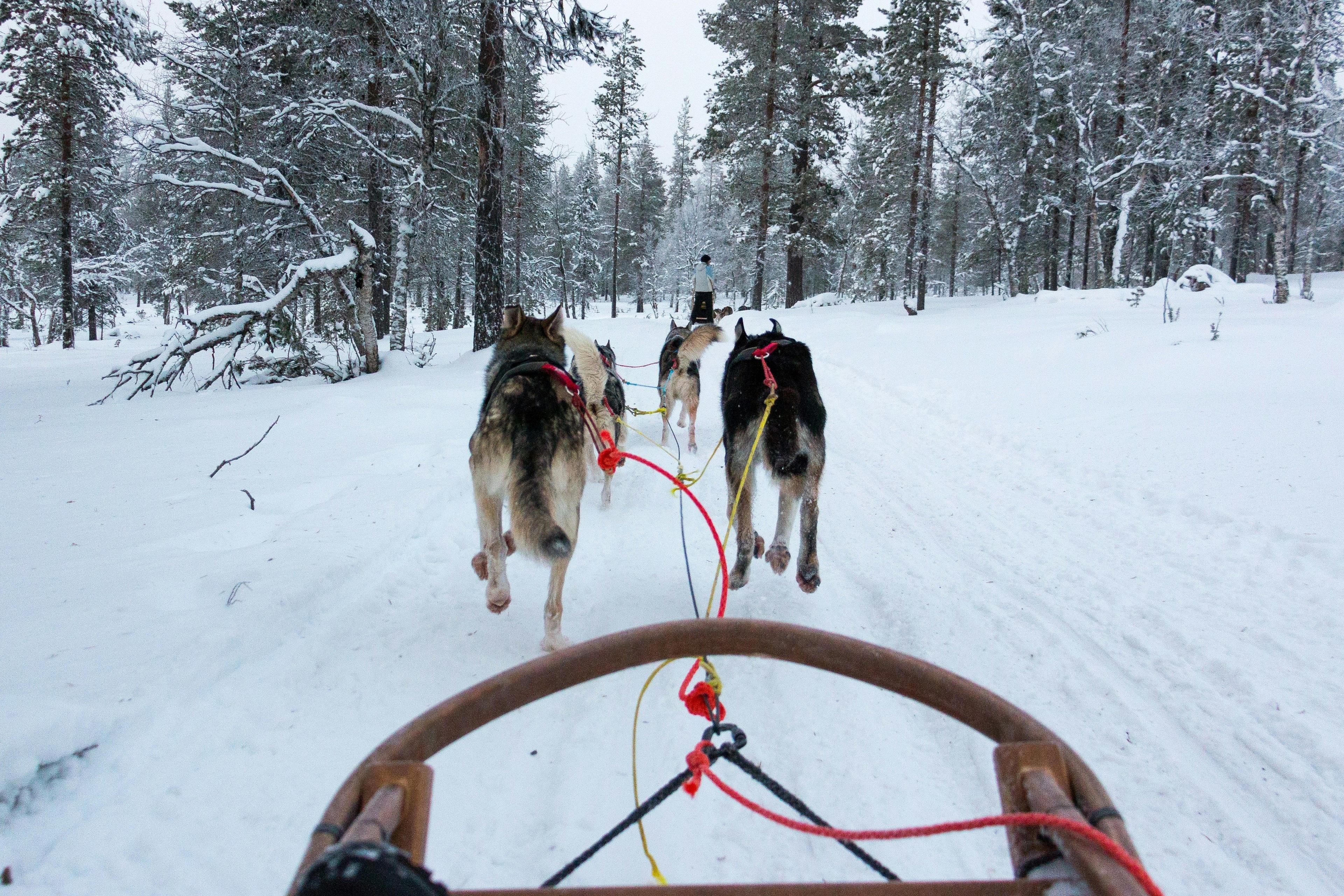 Husky Sledding & Sami Cultural Experience