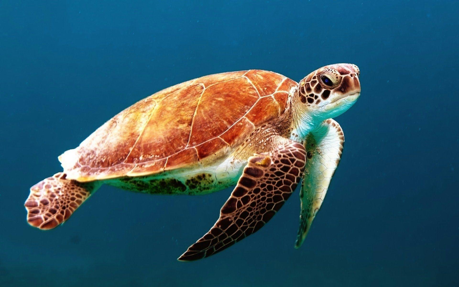 Marine Wildlife Safari