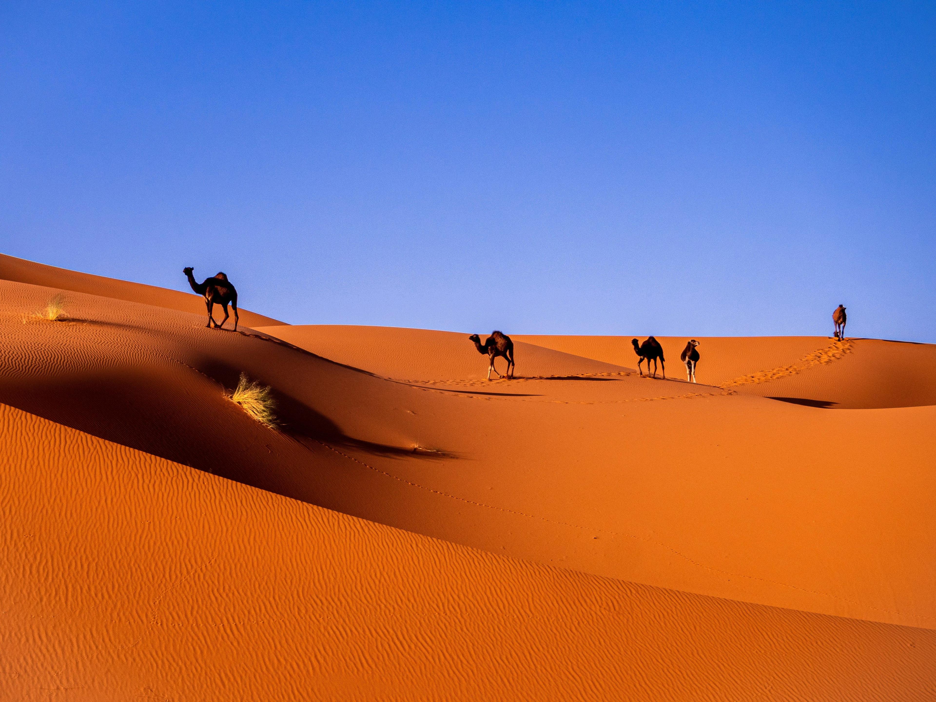 Sahara Desert Experience in Merzouga