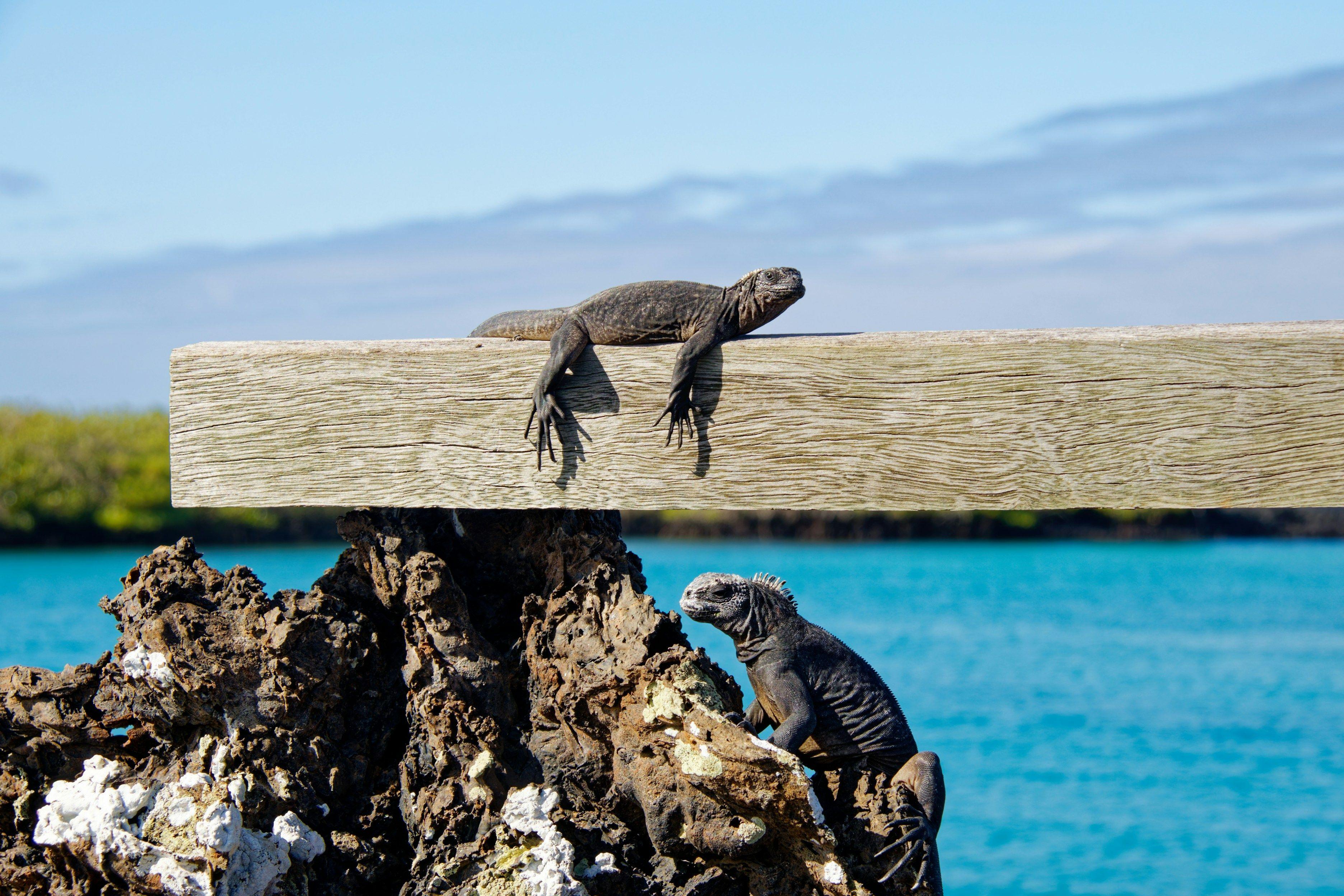 Snorkel with Incredible Marine Wildlife