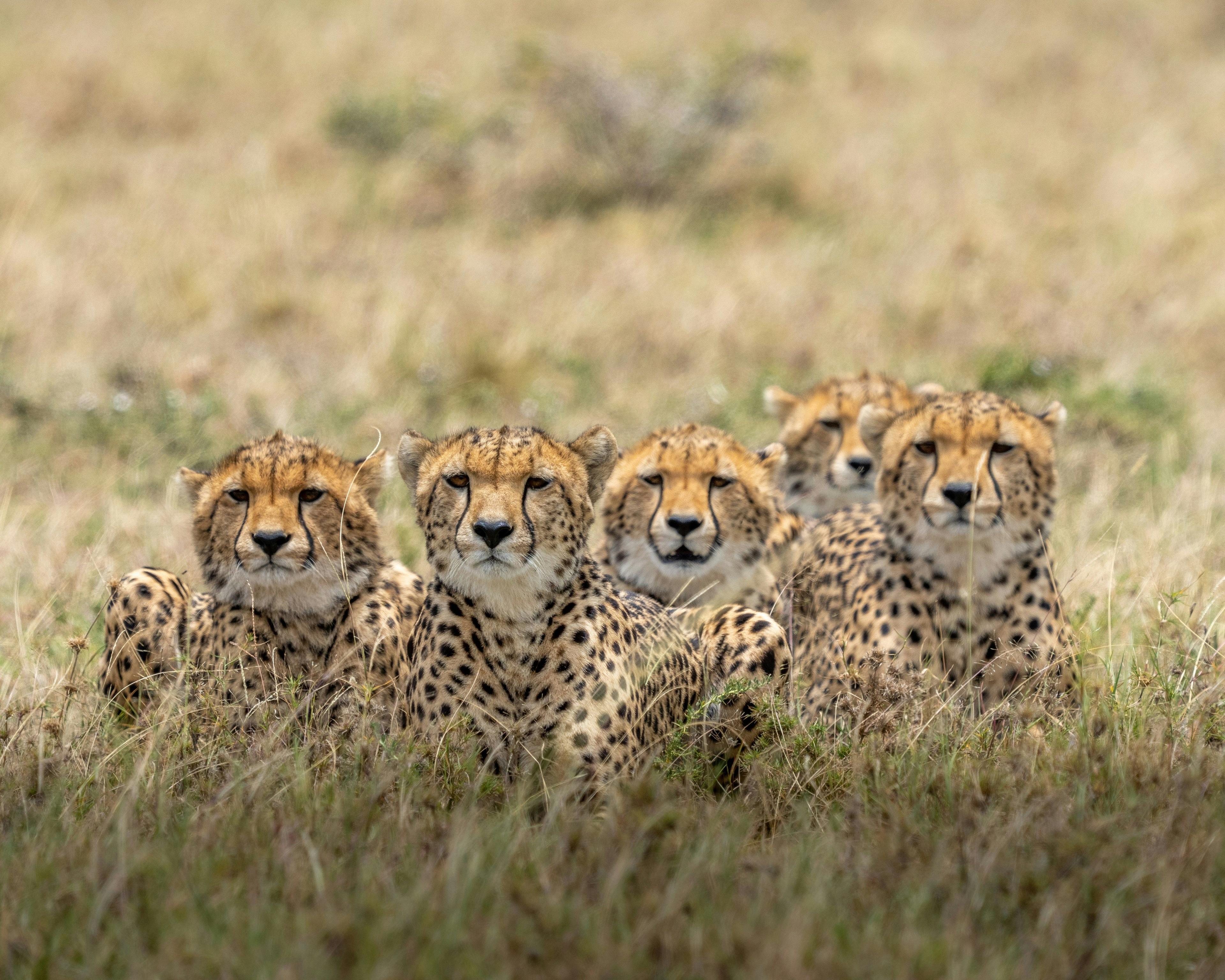 Kenya Excursion: Where the World Meets the Wild
