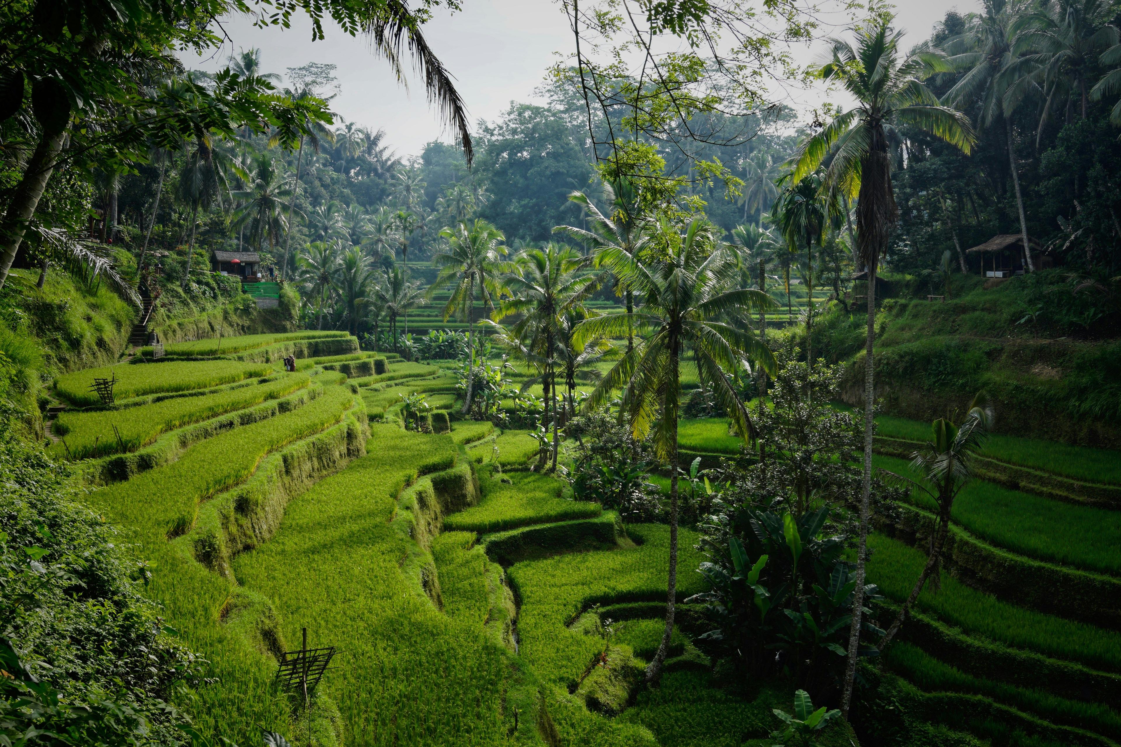 Bali Yoga Sanctuary