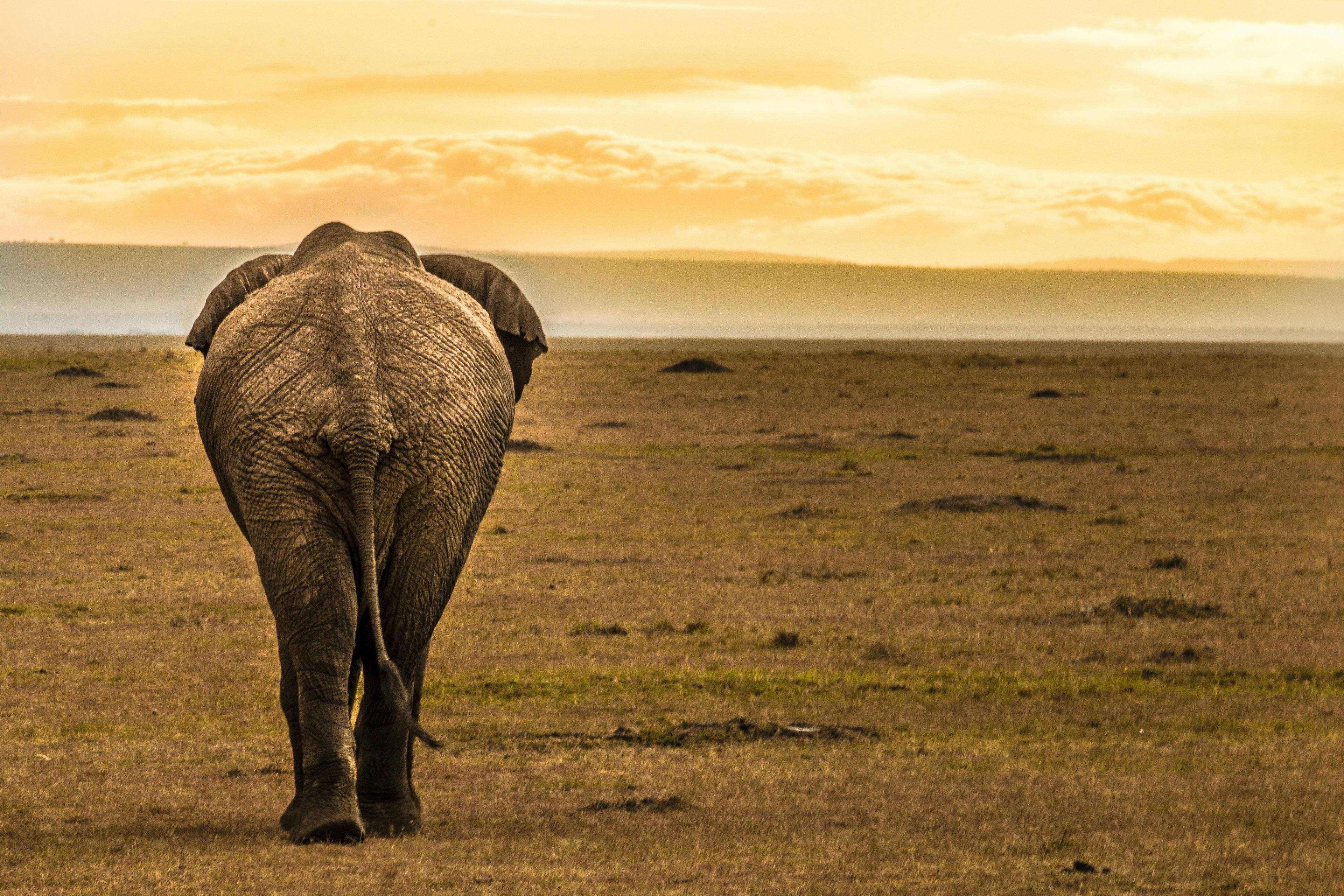 Full-Day Masai Mara Game Drives 1