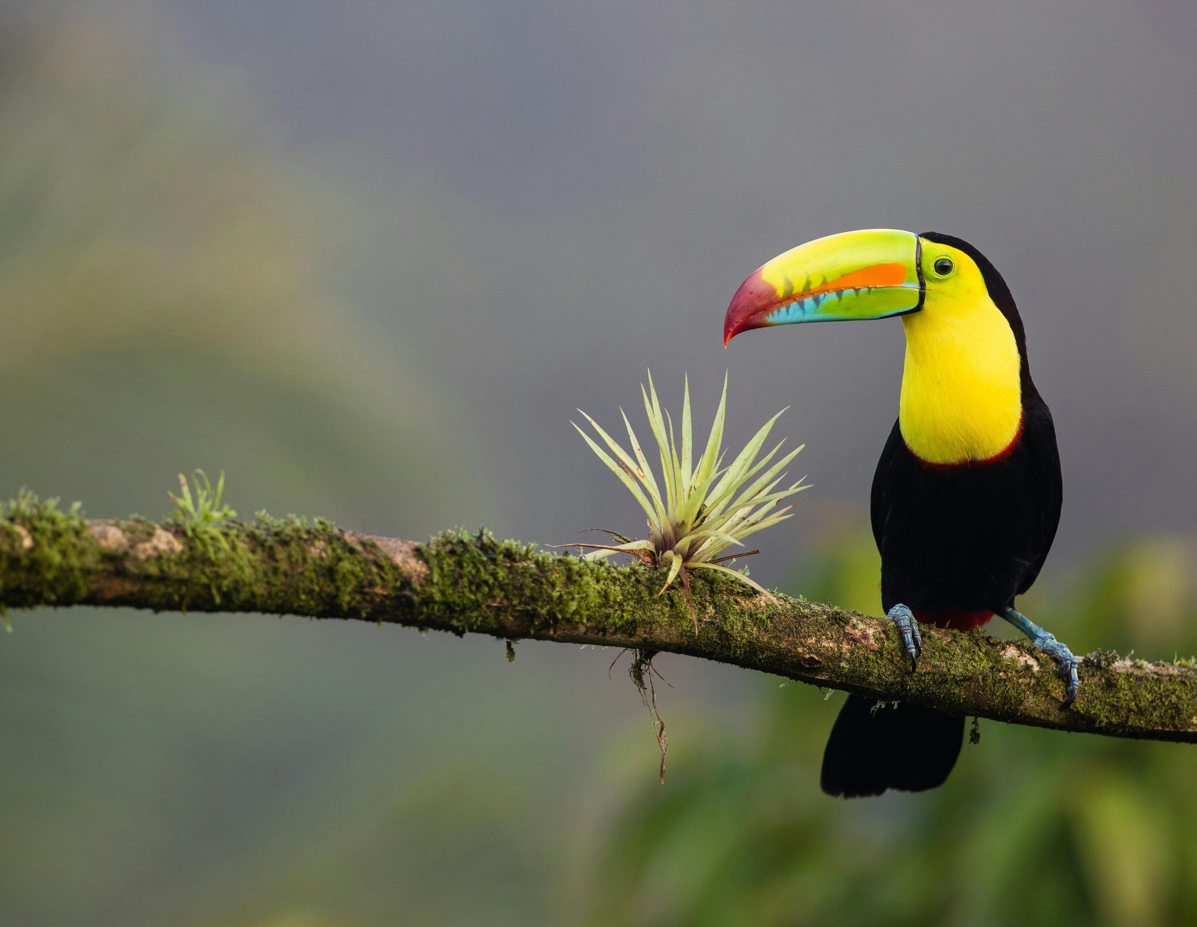 Explore Costa Rica’s Lush Natural Beauty