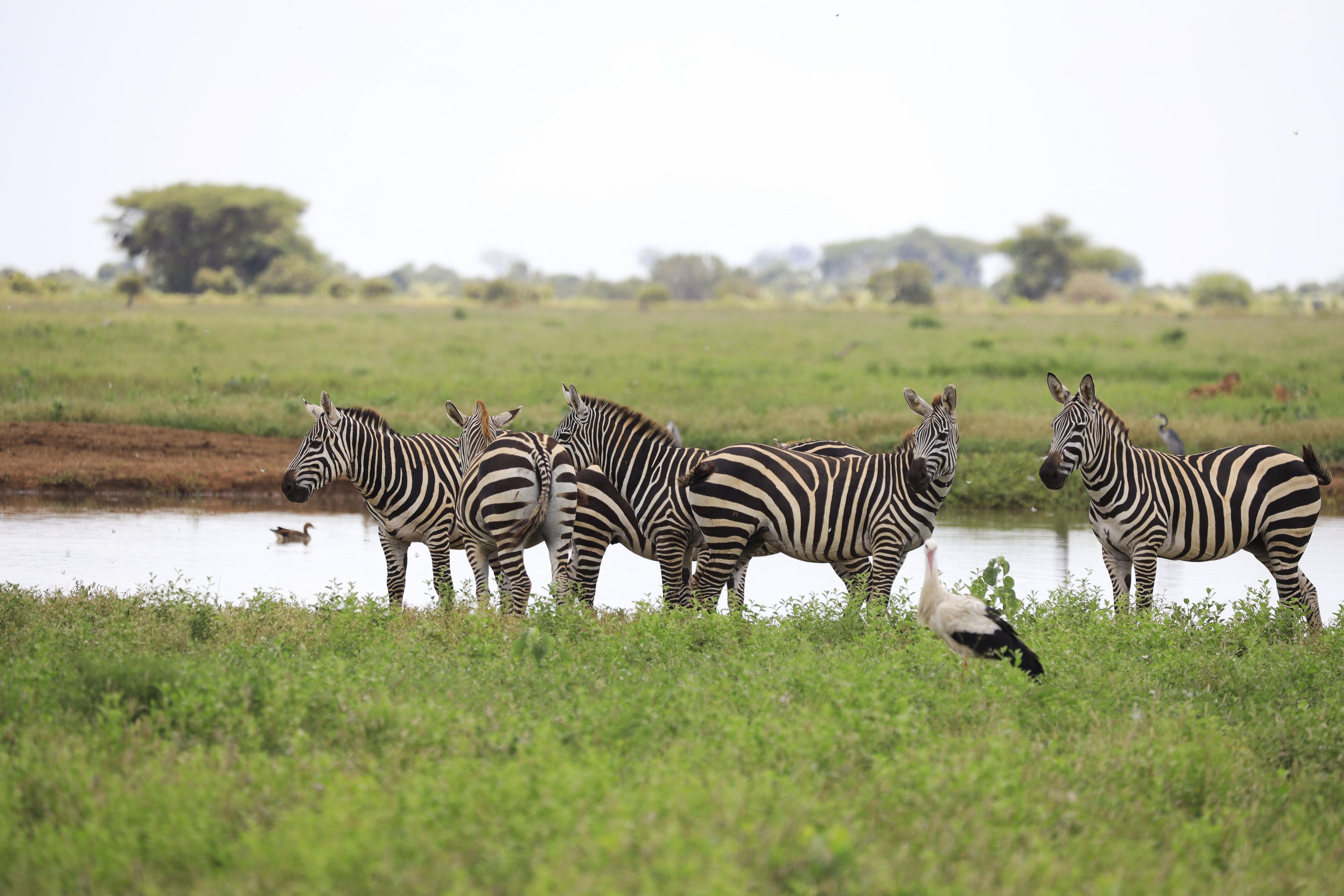 Full-Day Masai Mara Game Drives 2