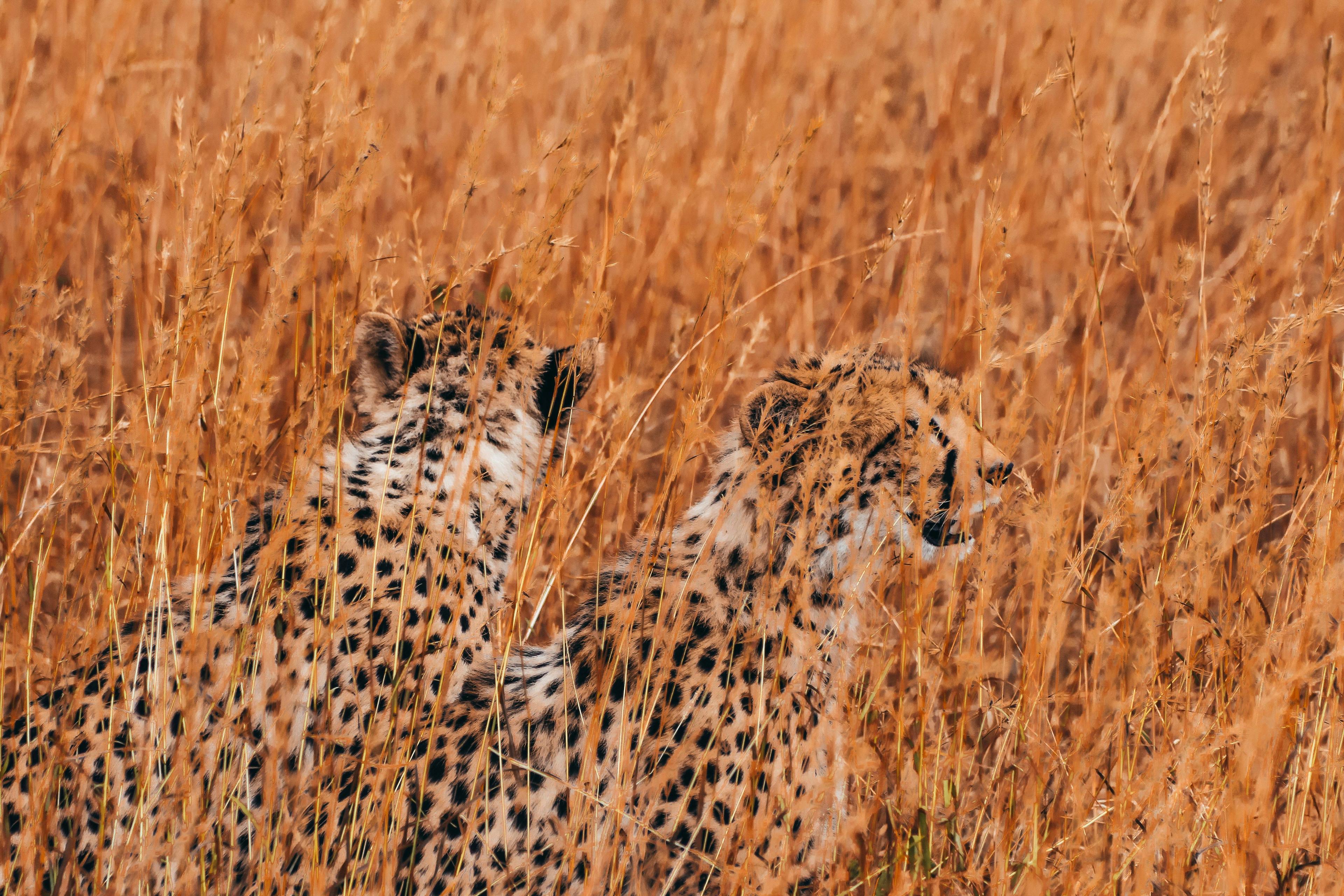 Masai Mara Wildlife Exploration