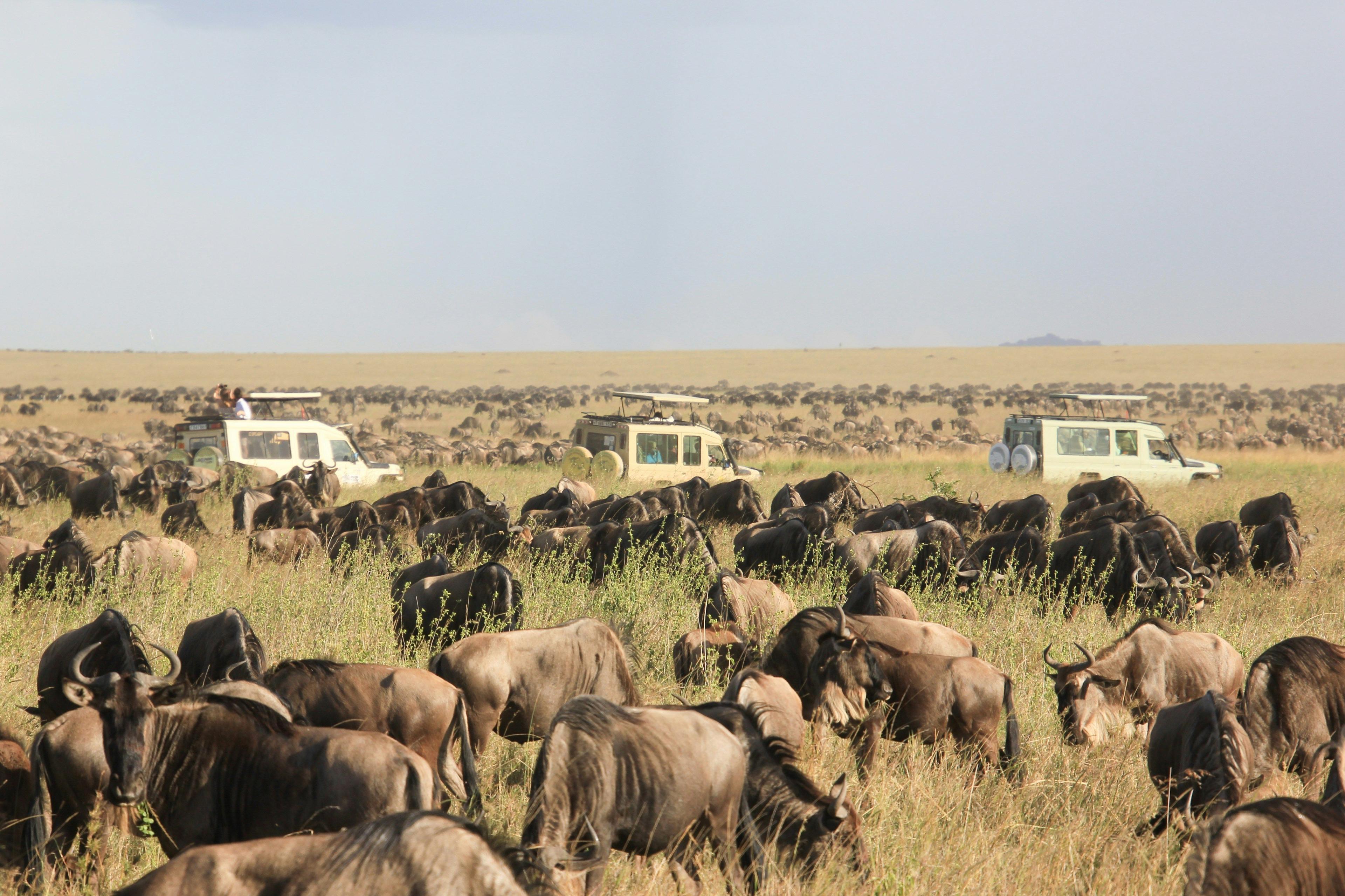 Stay in Unique Safari Lodges