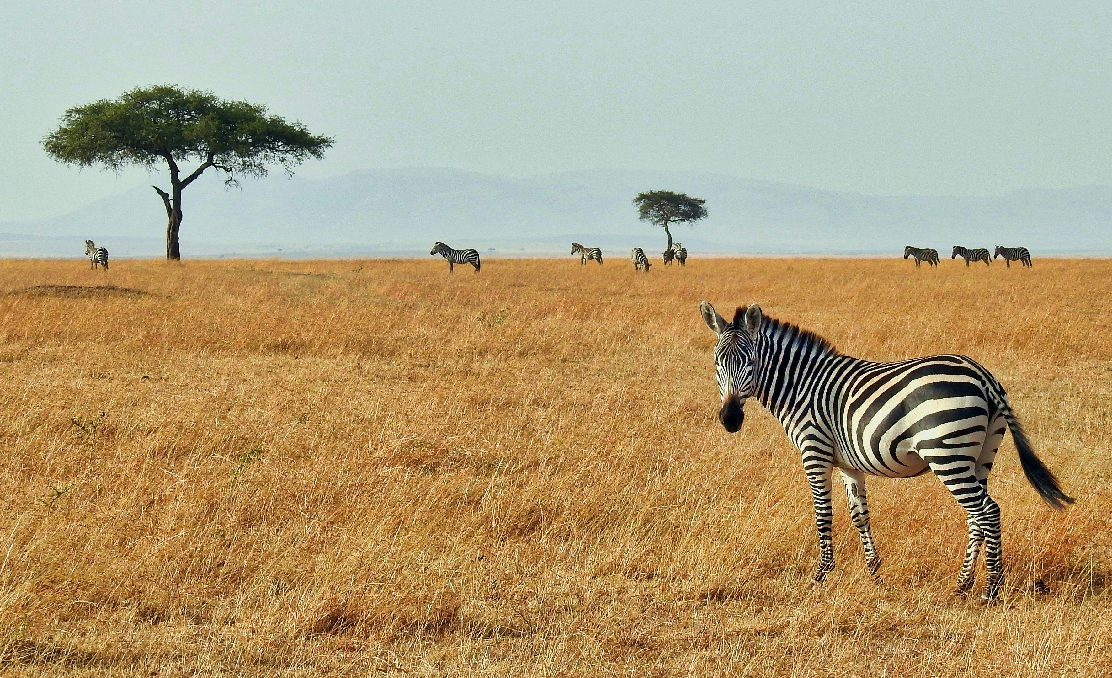 Kenya Excursion: Where the World Meets the Wild